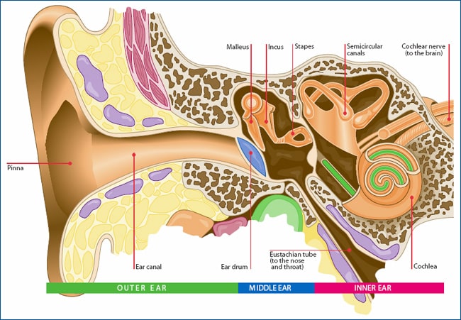 conductive hearing loss diagram